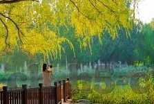 新浪足球比分直播老版-追忆新浪足球比分直播老版，绿茵时光的经典印记